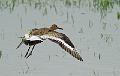 Svarthalespove - Black-tailed Godwit (Limosa limosa) 